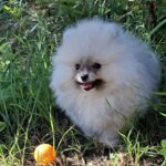 Ramses-male-Pomeranian-puppy-for-sale-1 (2)