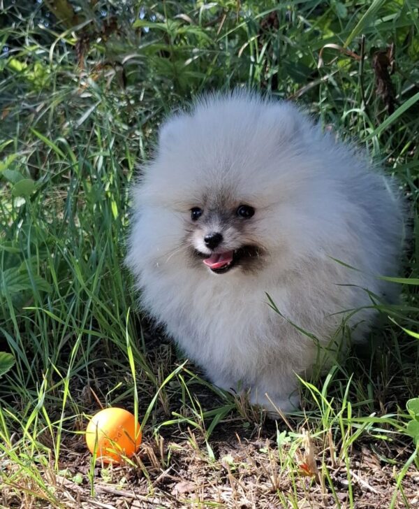 Ramses Pomeranian