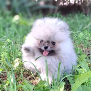 Ramses Pomeranian