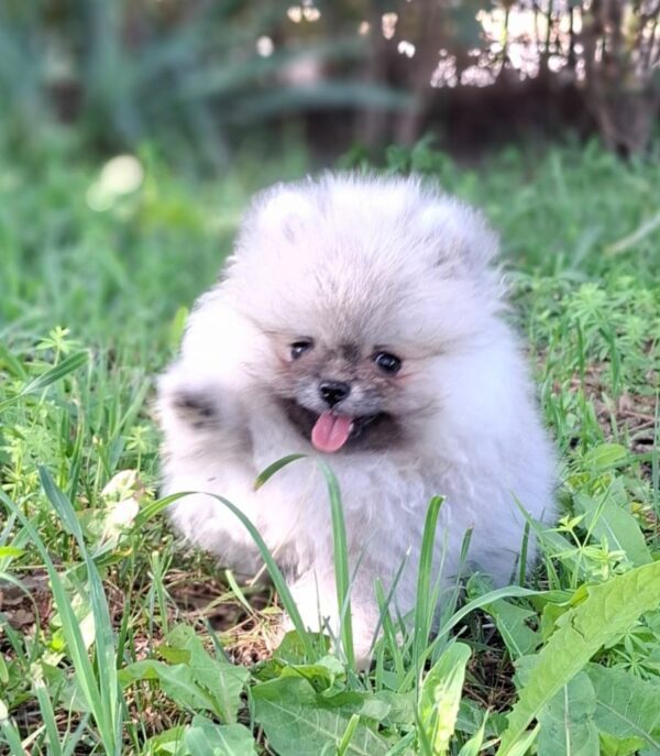 Ramses Pomeranian