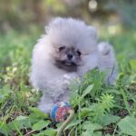 Ramses-male-Pomeranian-puppy-for-sale-1 (4)