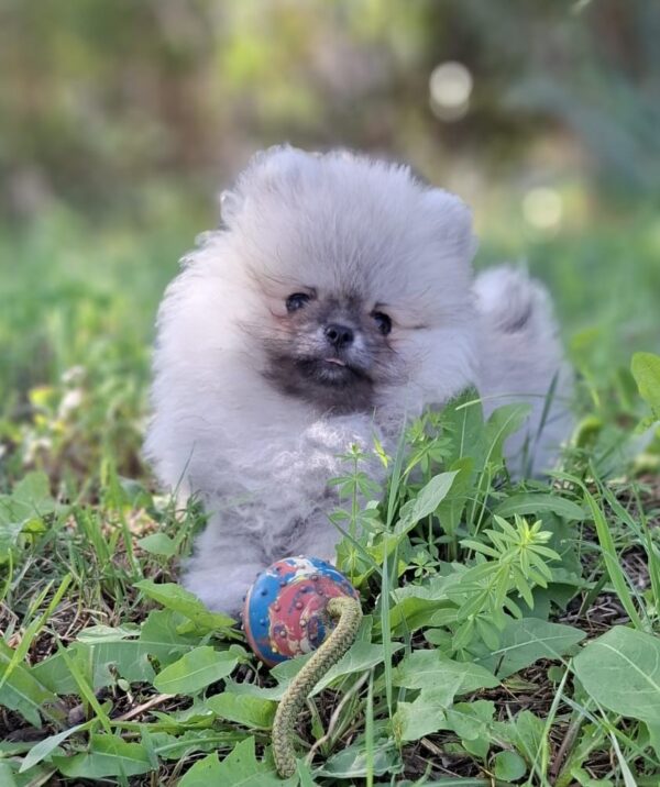 Ramses Pomeranian