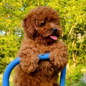 Raya Miniature Poodle