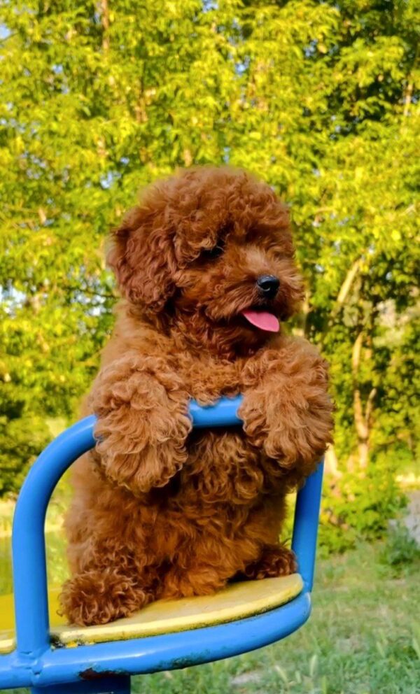 Raya Miniature Poodle
