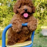 Raya-female-Poodle-puppy-for-sale-2