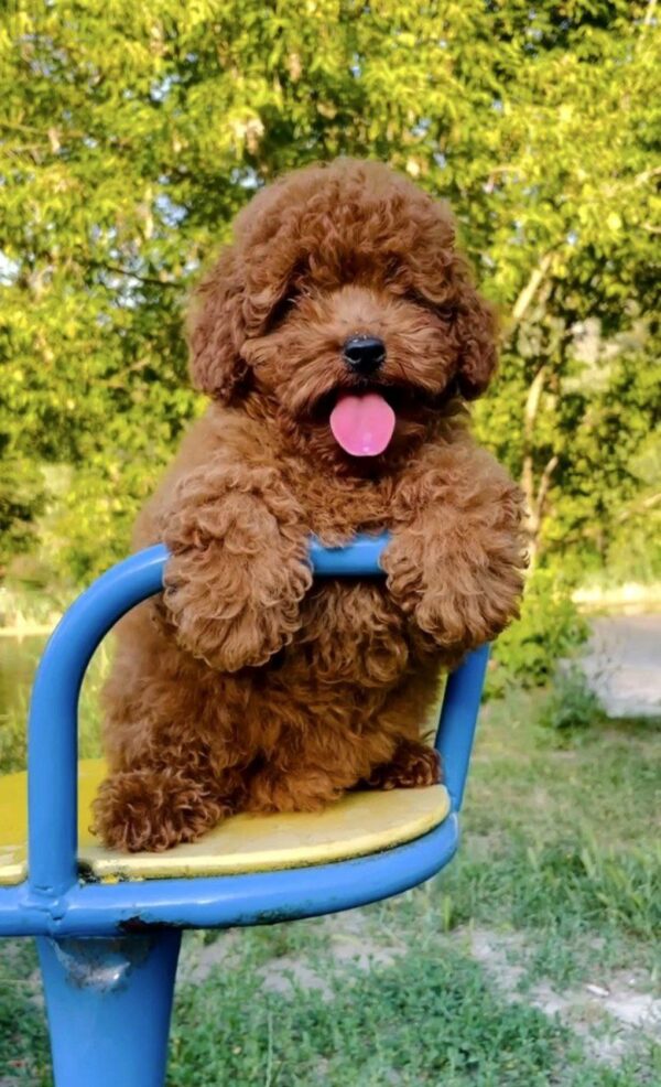 Raya Miniature Poodle