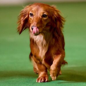 Rayola Miniature Dachshund