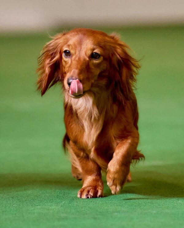 Rayola Miniature Dachshund