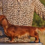 Rayola-female-Miniature-Dachshund-puppy-for sale-2