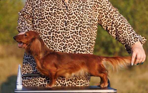 Rayola Miniature Dachshund