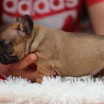 Rick-male-French-Bulldog-puppy-for-sale-1