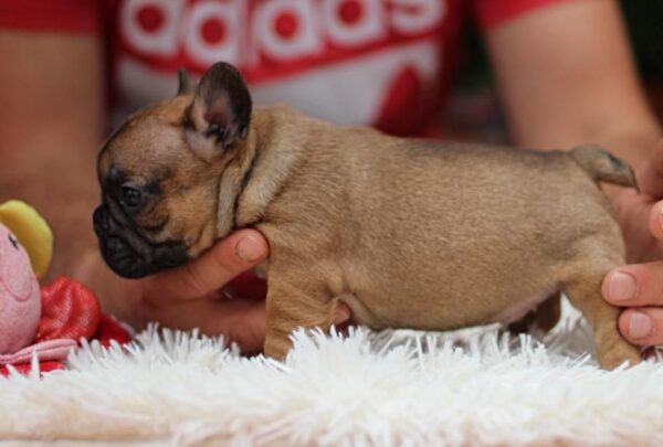 Rick French Bulldog