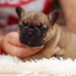 Rick-male-French-Bulldog-puppy-for-sale-2