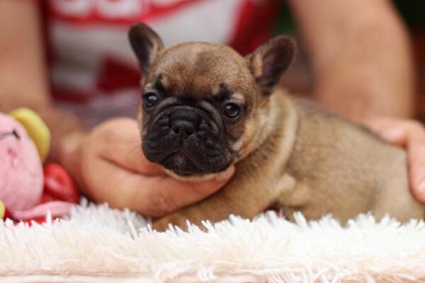 Rick French Bulldog