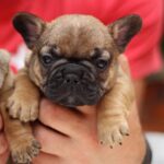 Rick-male-French-Bulldog-puppy-for-sale-3