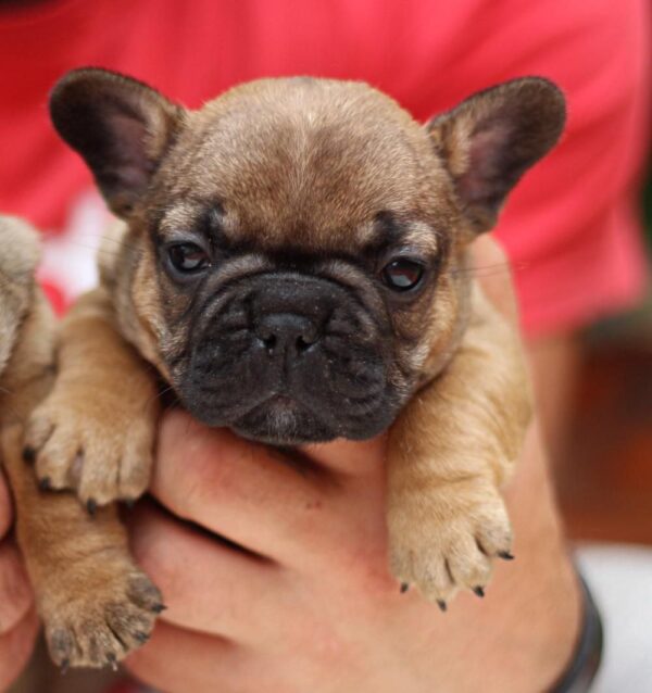 Rick French Bulldog