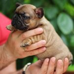Rick-male-French-Bulldog-puppy-for-sale-4