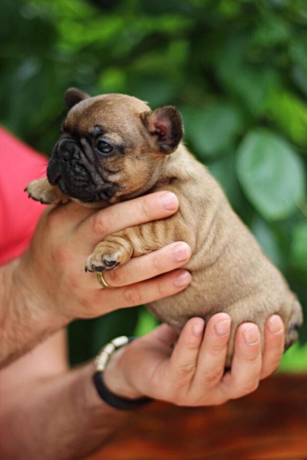 Rick French Bulldog