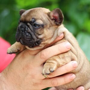 Rick French Bulldog