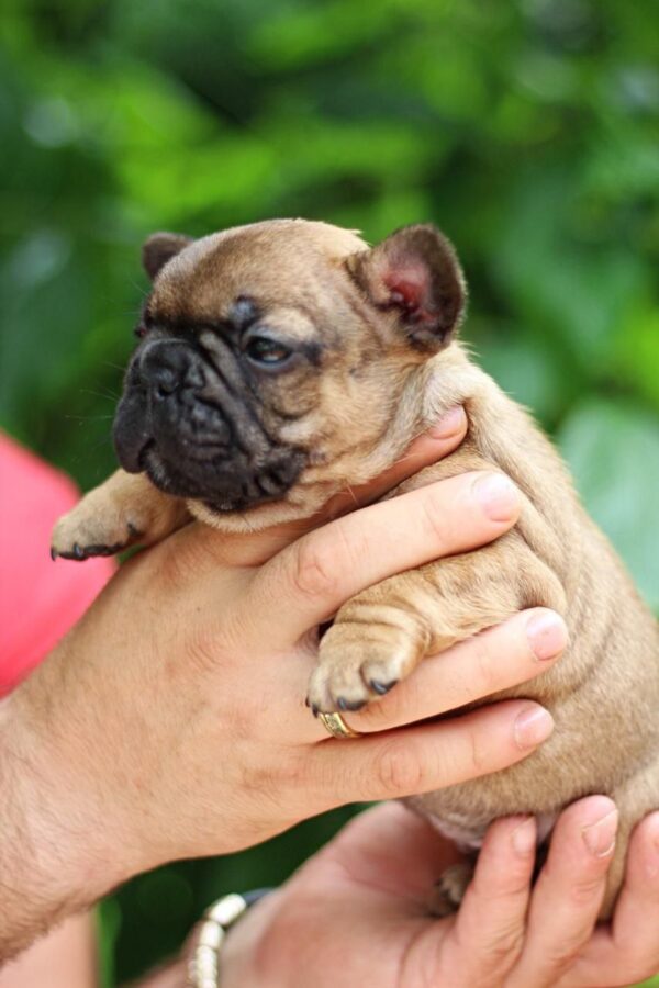 Rick French Bulldog