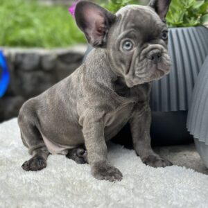 Ricks French Bulldog