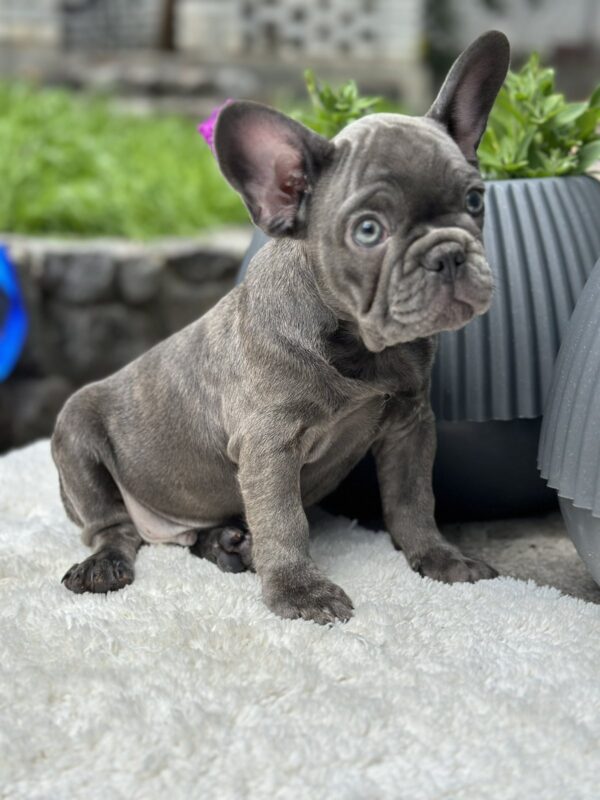 Ricks French Bulldog