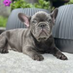 Virgie French Bulldog