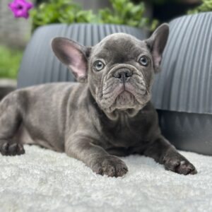 Ricks French Bulldog