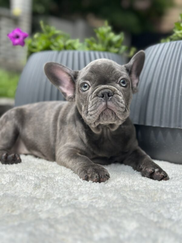 Ricks French Bulldog