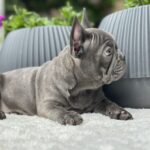 Ricks-male-french-bulldog-puppy-for-sale-1 (3)
