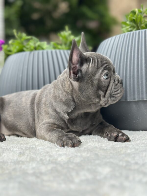Ricks French Bulldog