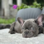 Ricks-male-french-bulldog-puppy-for-sale-1 (4)