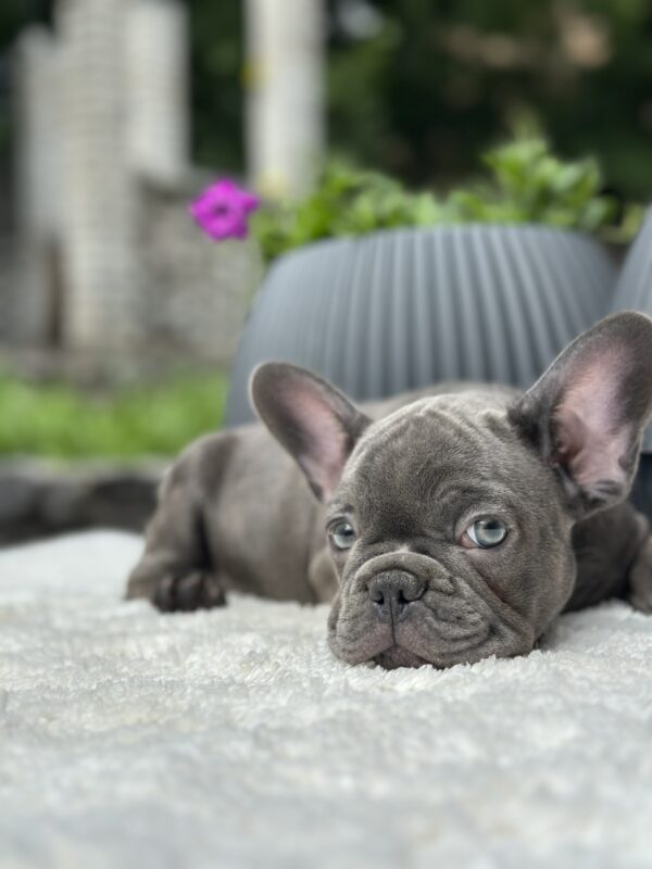 Ricks French Bulldog