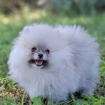 Romeo-male-Pomeranian-puppy-for-sale-1 (1)