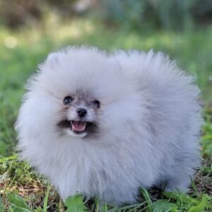 Romeo Pomeranian