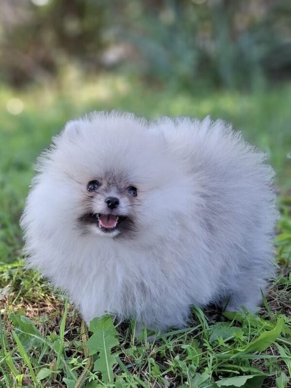 Romeo Pomeranian