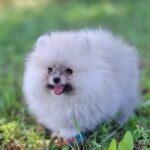 Romeo-male-Pomeranian-puppy-for-sale-1 (2)