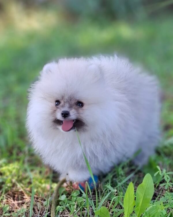 Romeo Pomeranian