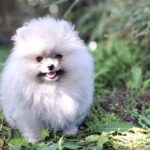Romeo-male-Pomeranian-puppy-for-sale-1 (3)