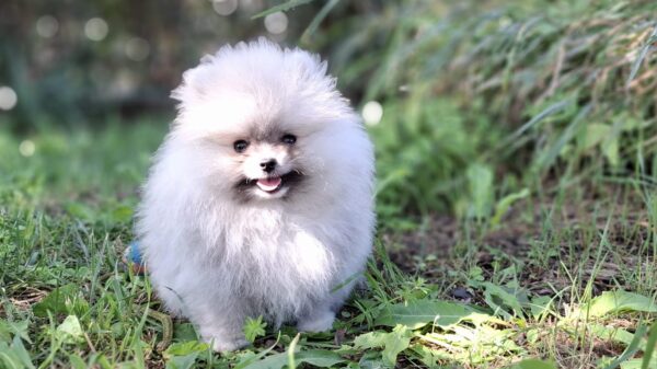 Romeo Pomeranian