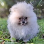 Romeo-male-Pomeranian-puppy-for-sale-1 (4)