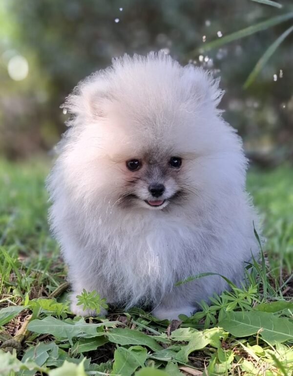 Romeo Pomeranian