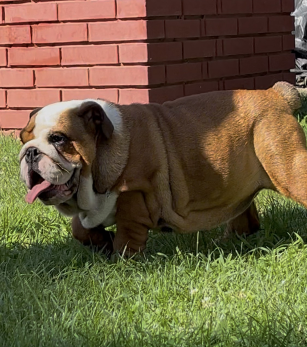 Rosalinda English Bulldog