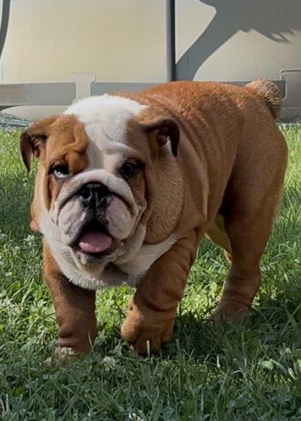 Rosalinda English Bulldog