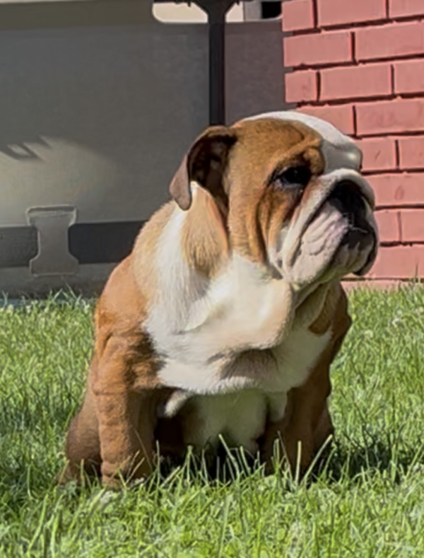 Rosalinda English Bulldog