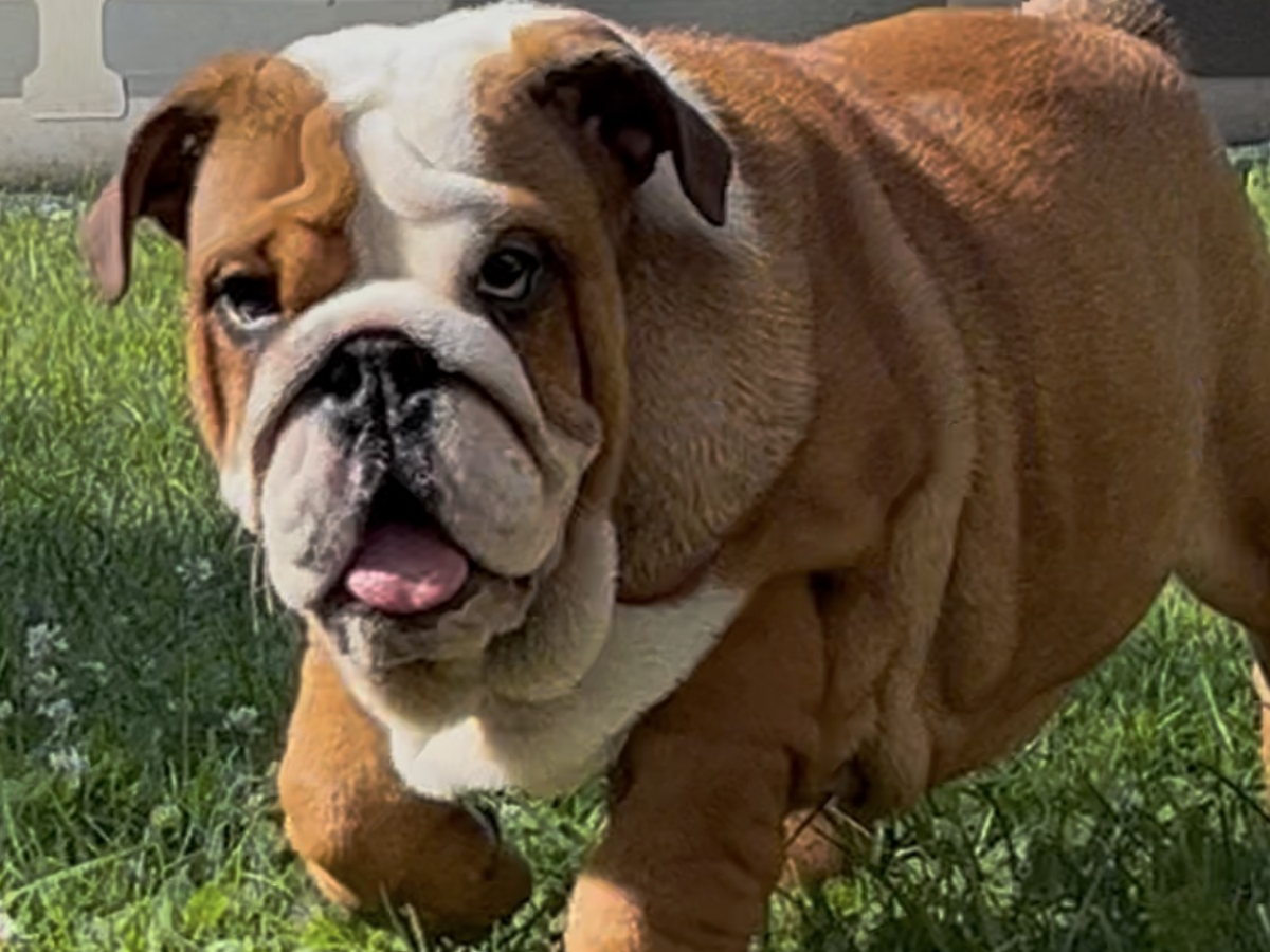English Bulldog Dogs and Puppies for sale