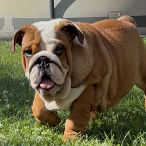 Rosalinda English Bulldog