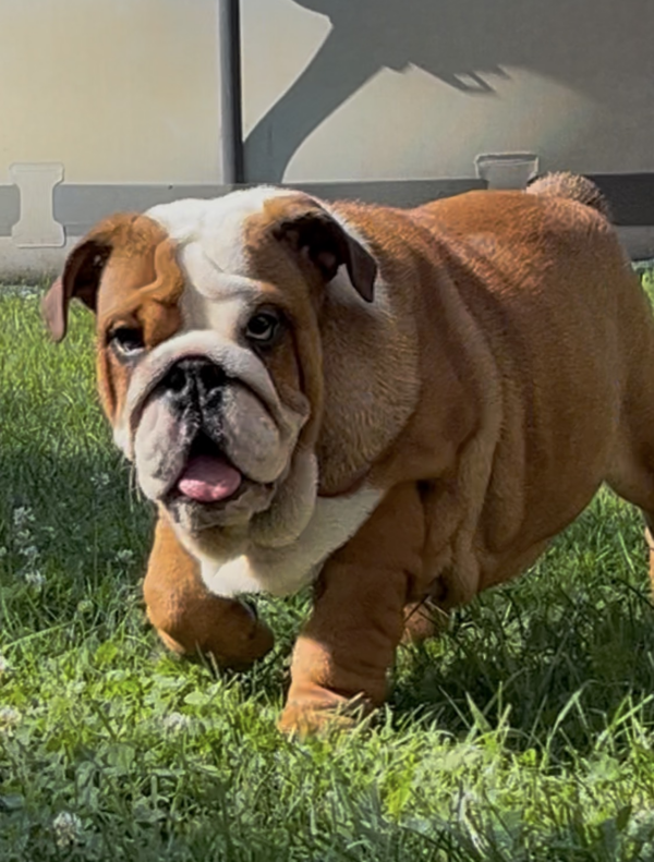 Rosalinda English Bulldog