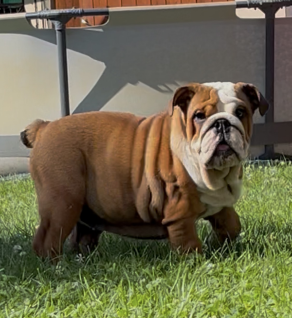 Rosalinda English Bulldog