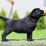 Rosy-female-labrador-retriver-puppy-for-sale-1 (1)